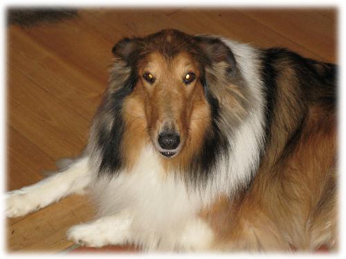 Savannah a Adult Female Collie (long coat) adopted through Collie Rescue