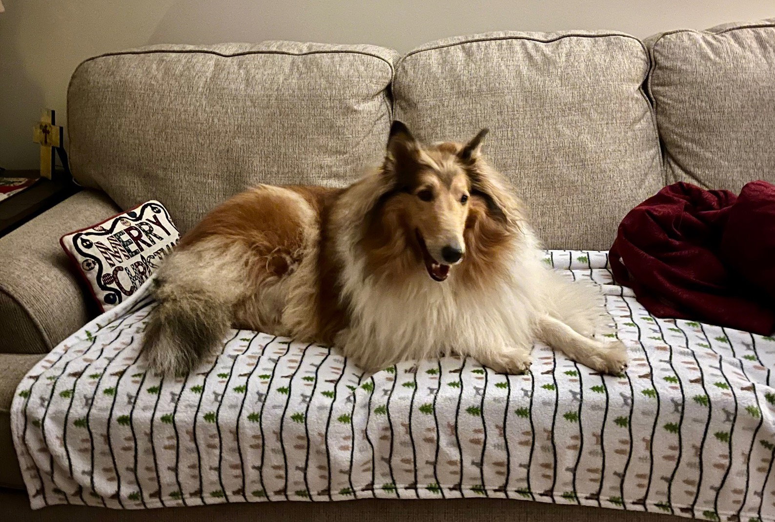 Katie a Adult Female Collie (long coat) adopted through Collie Rescue