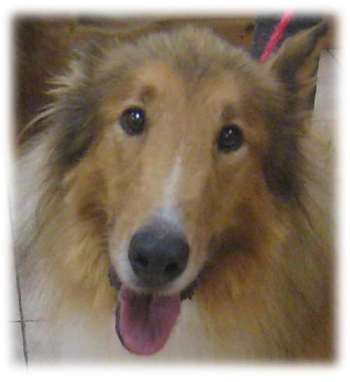 Shep a Adult Male Collie (long coat) adopted through Collie Rescue