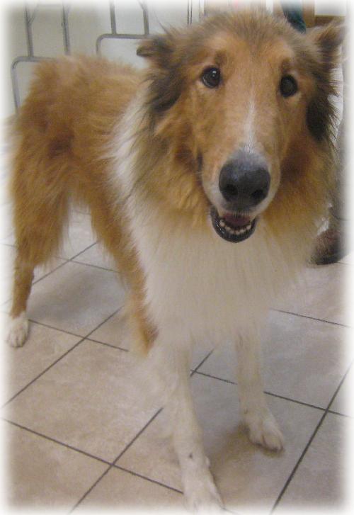 Shep - photo 2