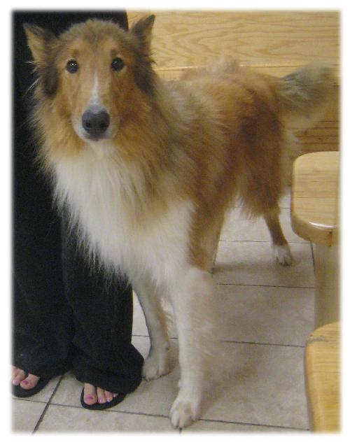 Shep - photo 3