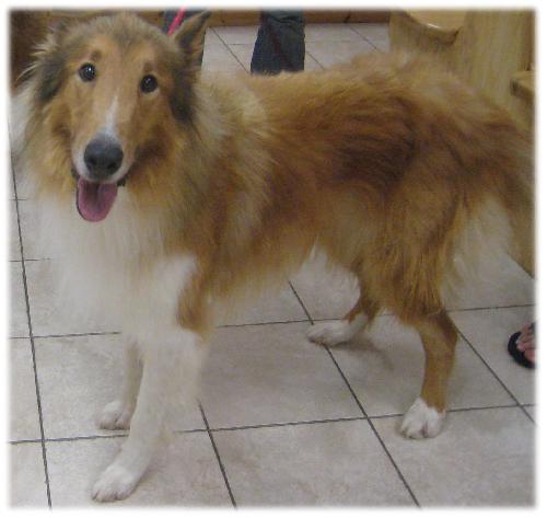 Shep - photo 4