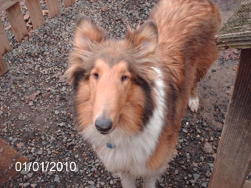 Beau a Adult Male Collie (long coat) adopted through Collie Rescue