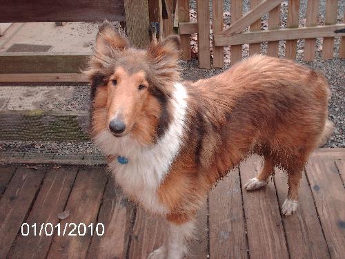 Beau - photo 2