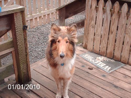 Beau - photo 3