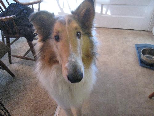 Chip a Baby Male Collie (long coat) adopted through Collie Rescue