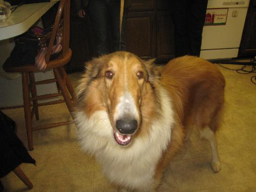 Chip - photo 3