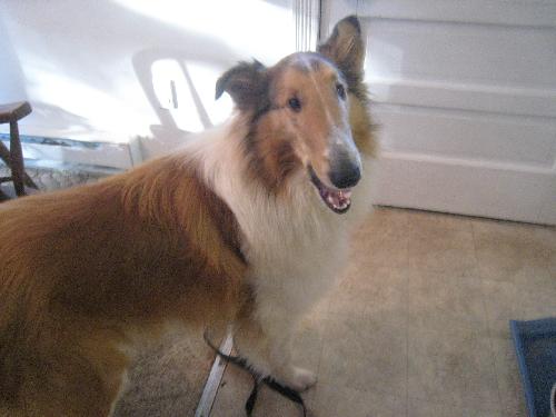 Chip - photo 4