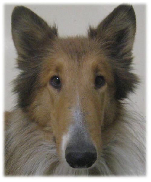 Maddie a Young Female Collie (long coat) adopted through Collie Rescue