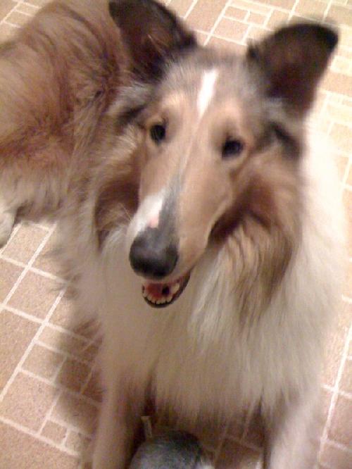 Jack a Young Male Collie (long coat) adopted through Collie Rescue