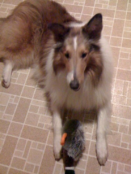 Jack - photo 2