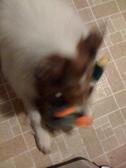 Jack - photo 3