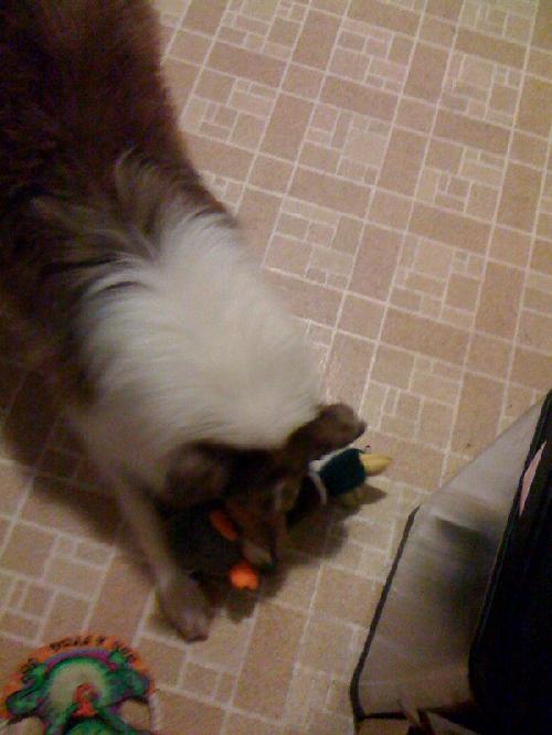 Jack - photo 4