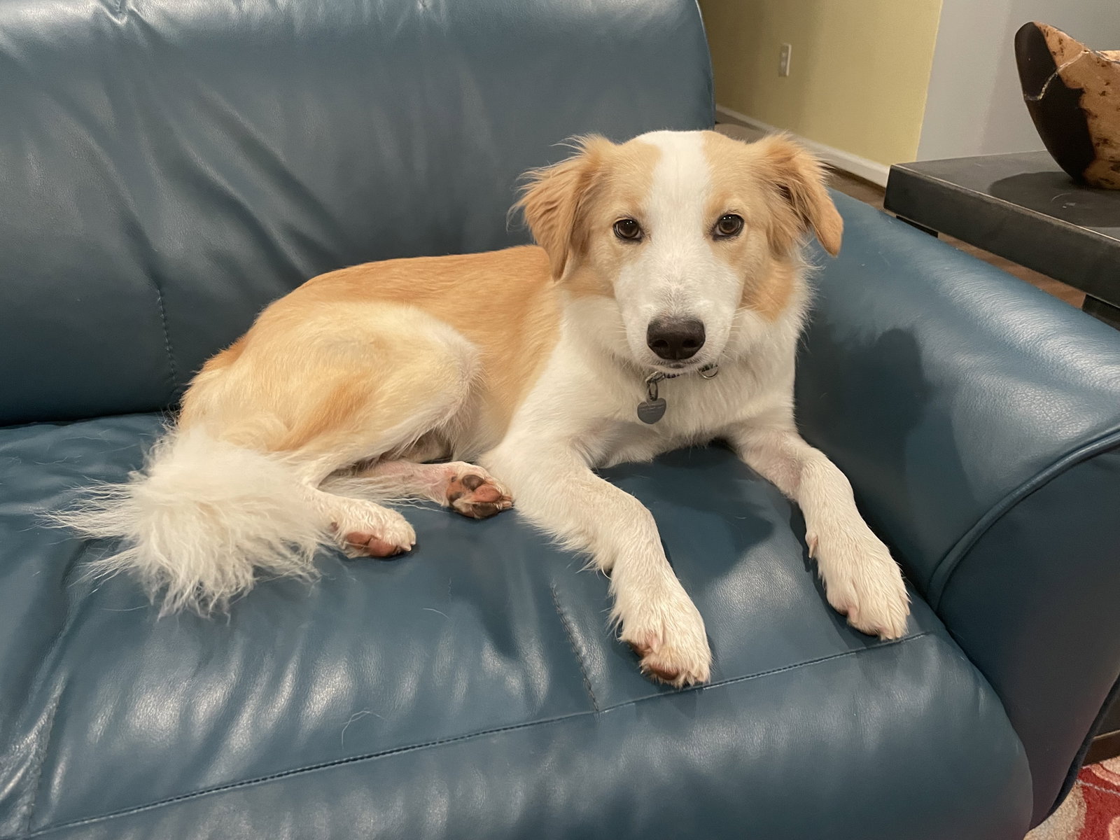 Buddy - photo 4