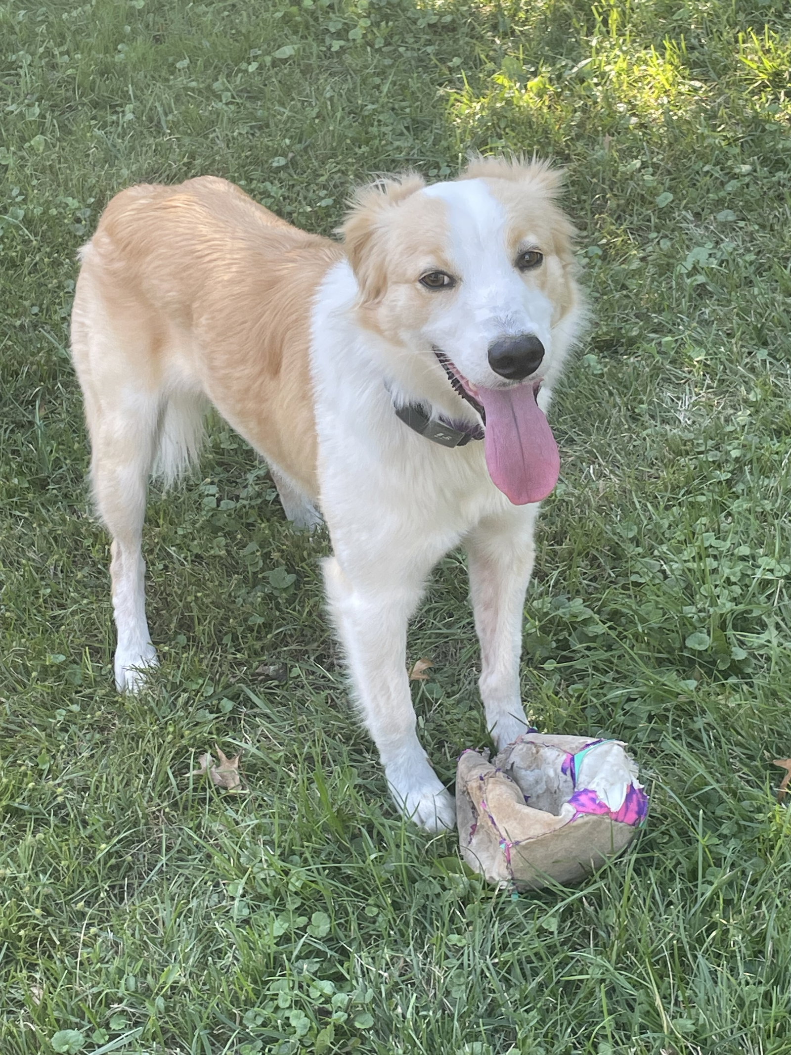 Buddy - photo 2