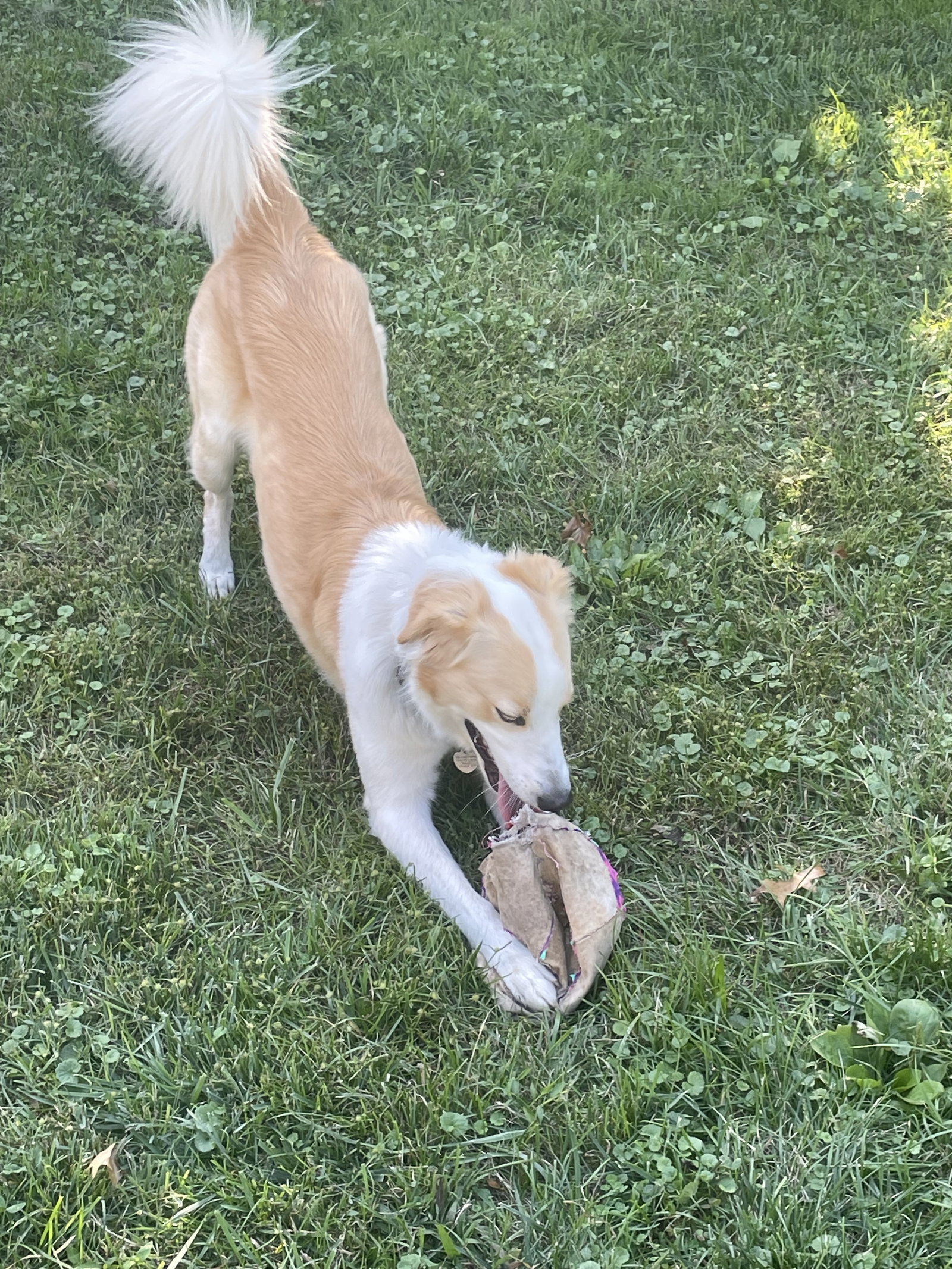 Buddy - photo 3