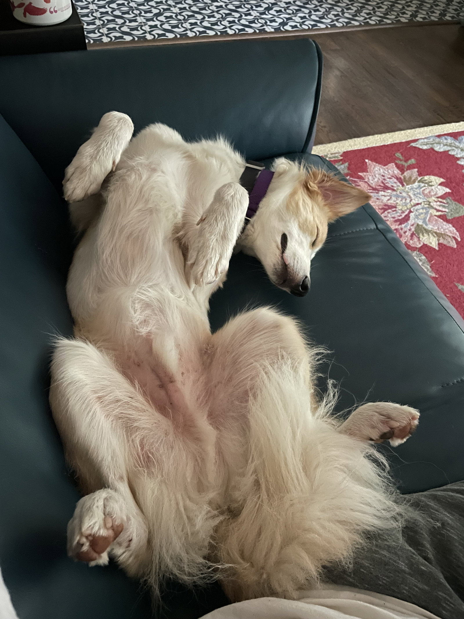 Buddy - photo 5