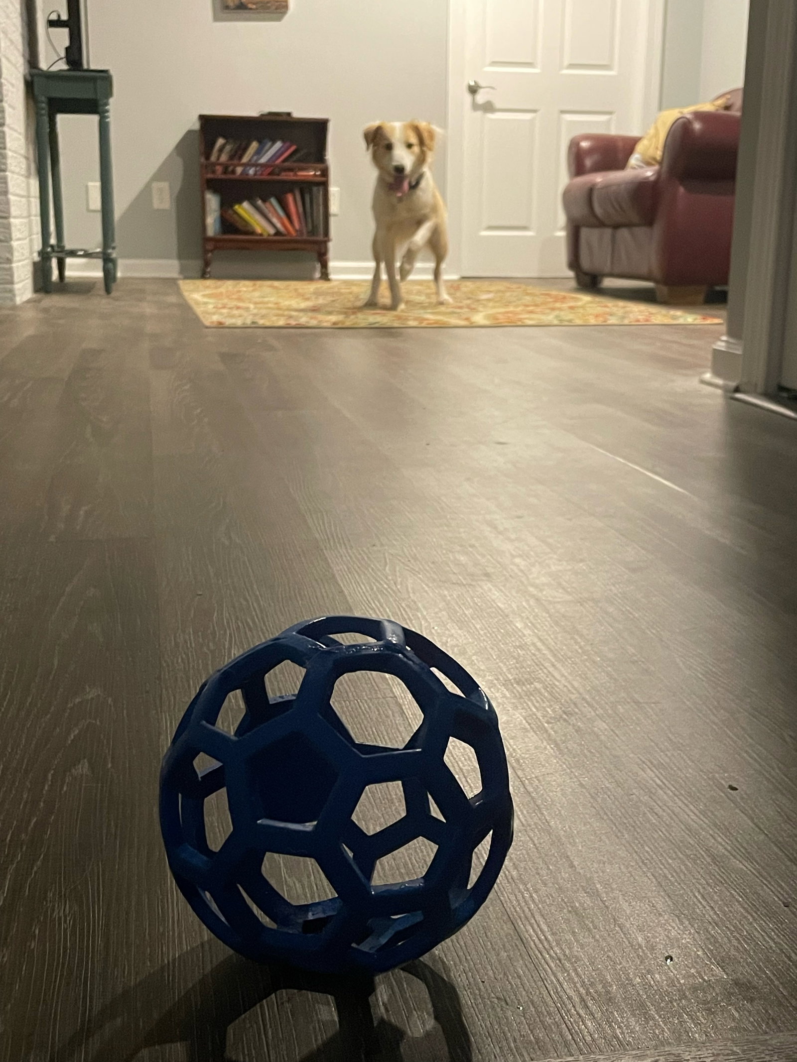 Buddy - photo 6