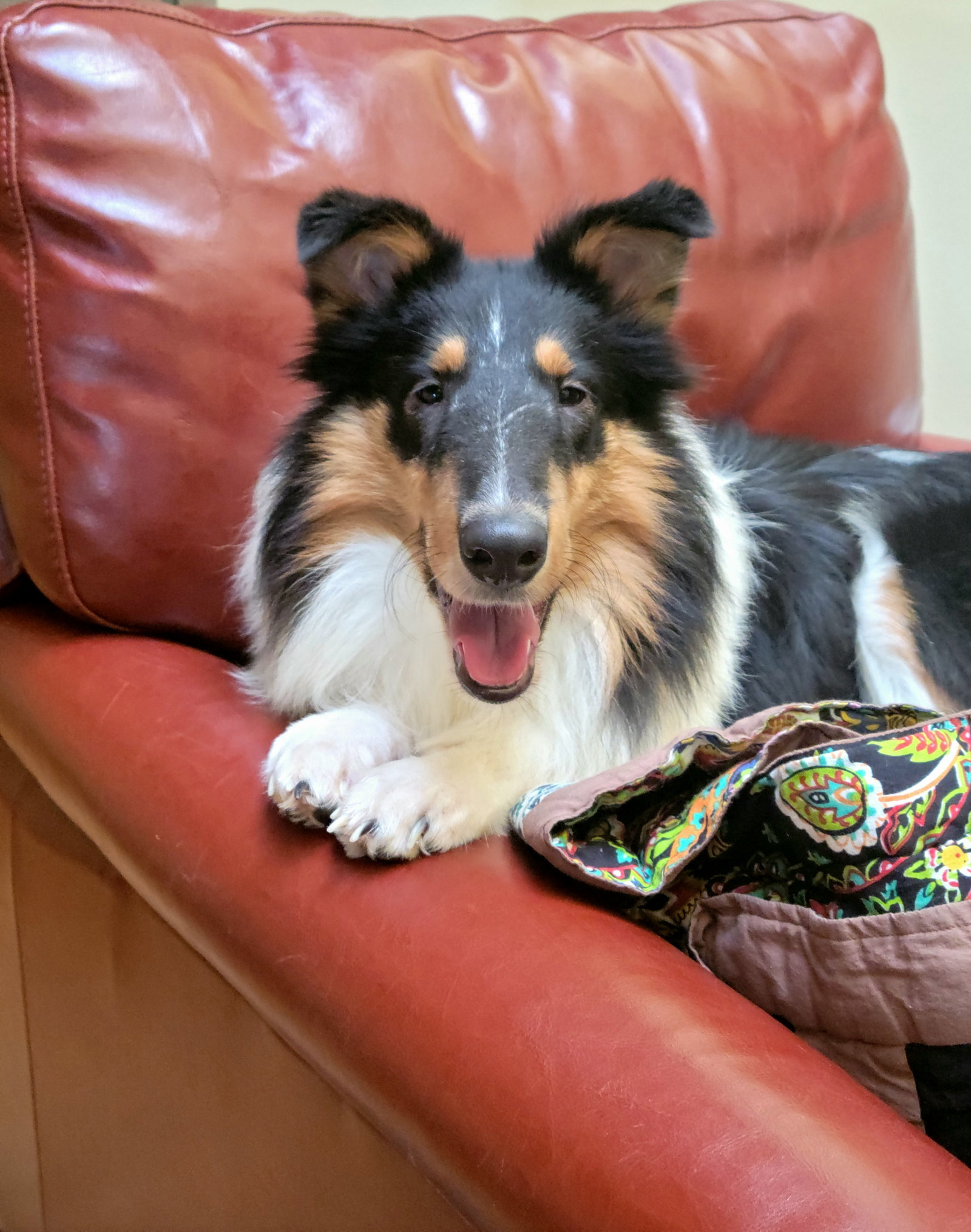 Susie a Baby Female Collie (long coat) adopted through Collie Rescue