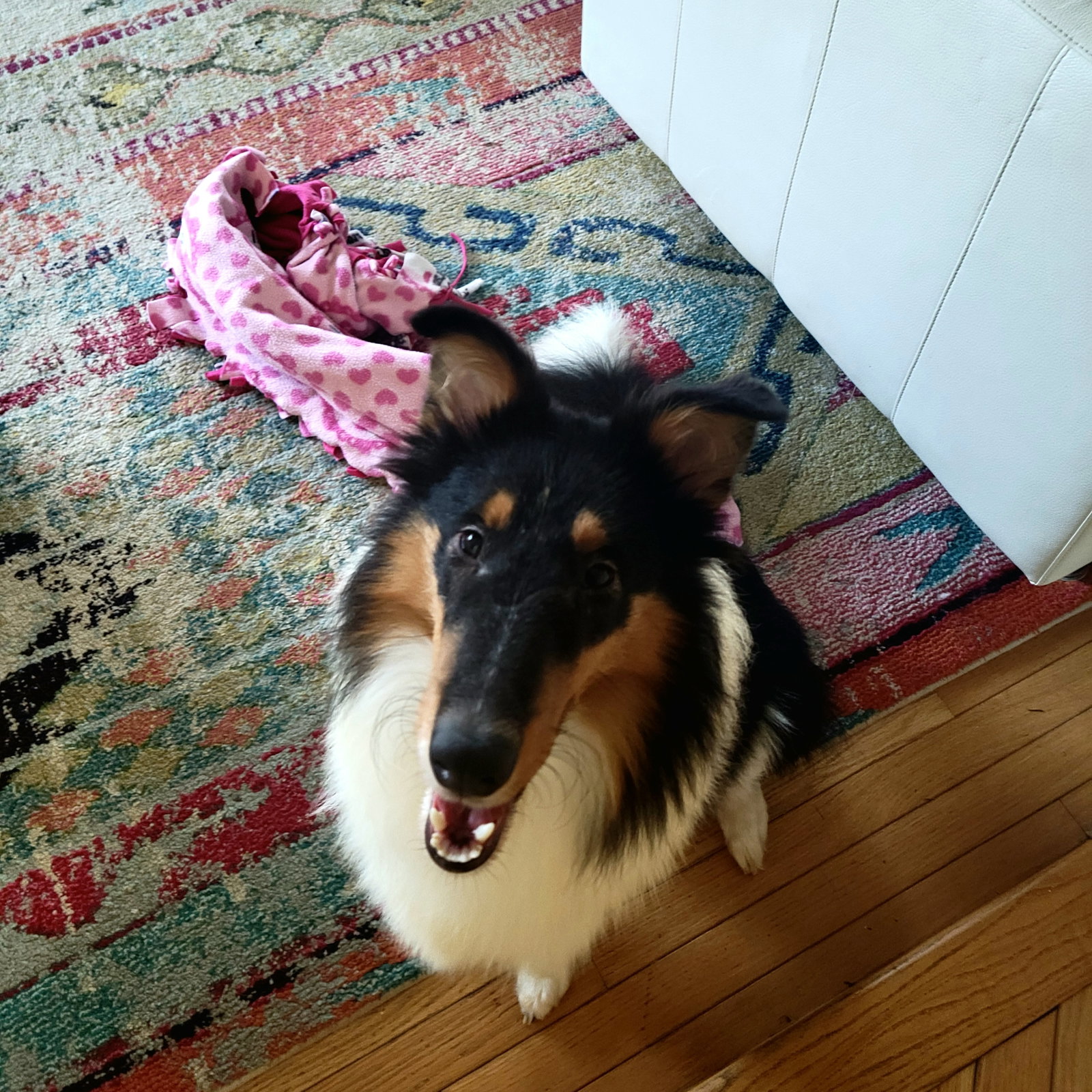 Susie - photo 4