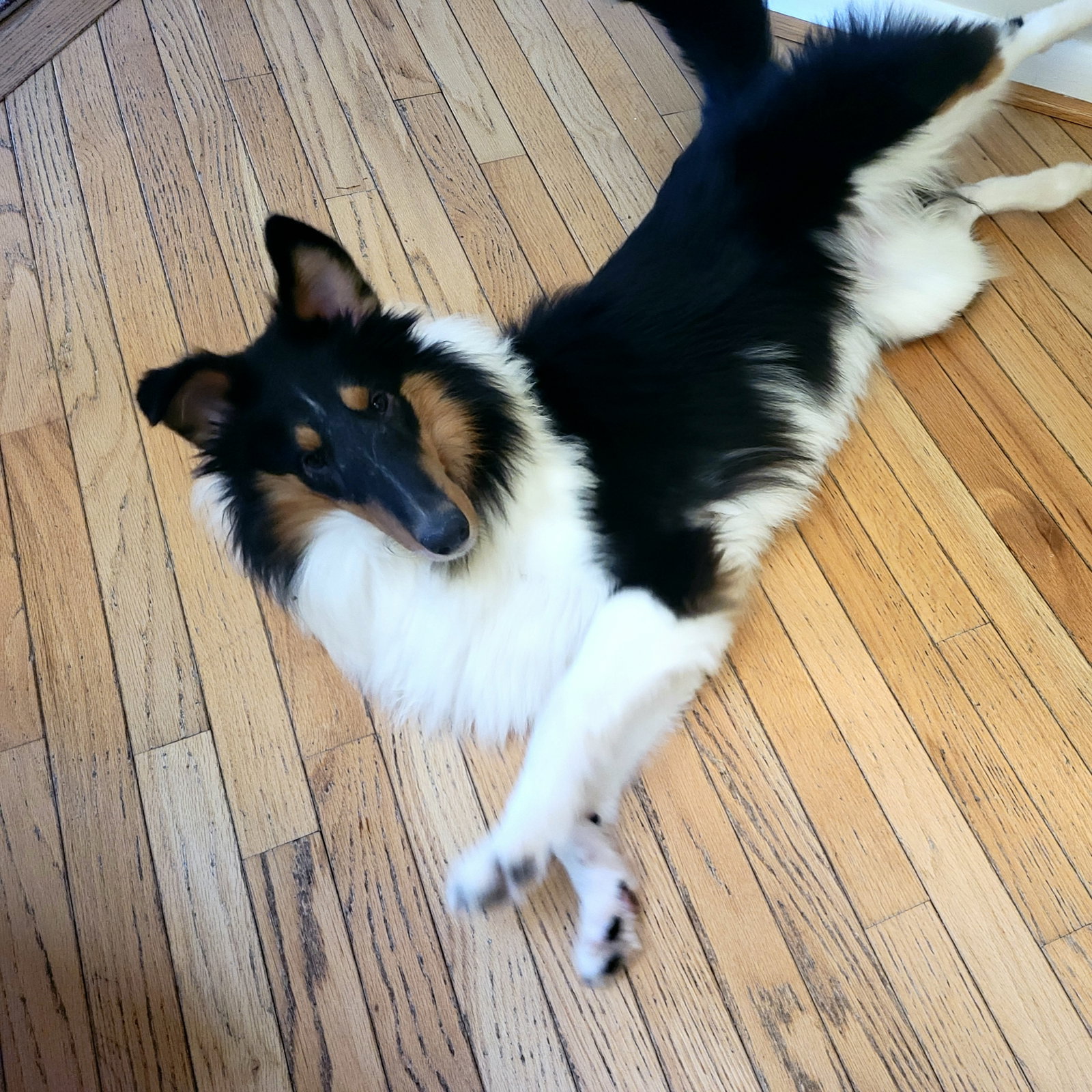 Susie - photo 2