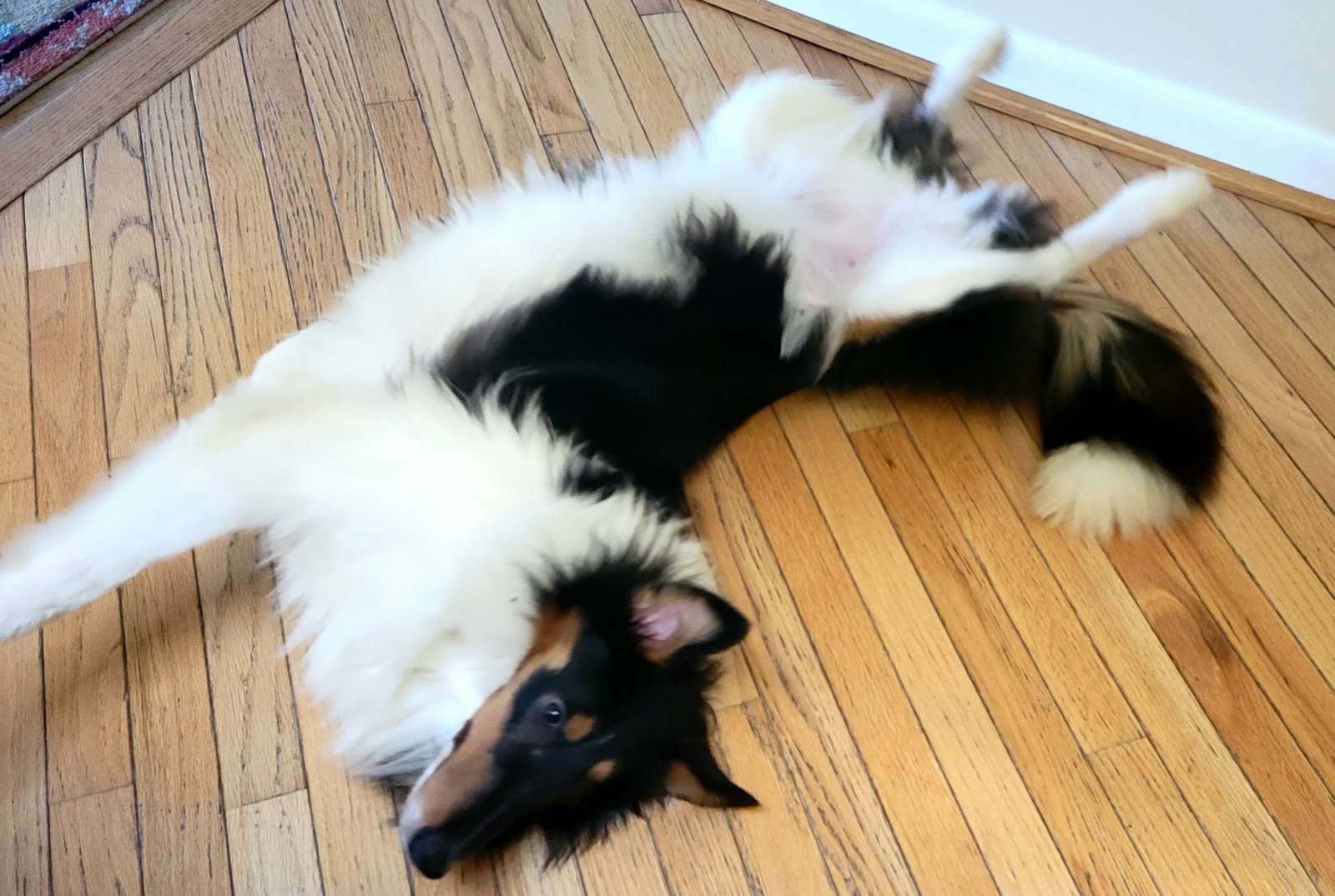 Susie - photo 3