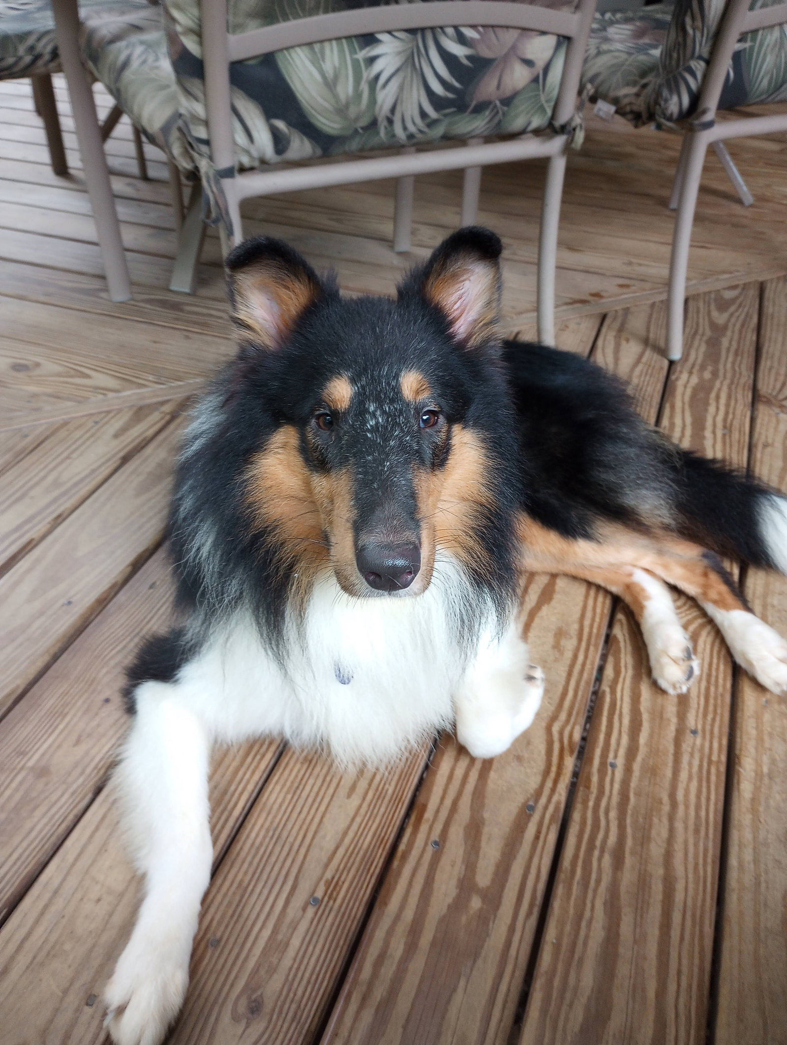 Jethro a Young Male Collie (long coat) adopted through Collie Rescue