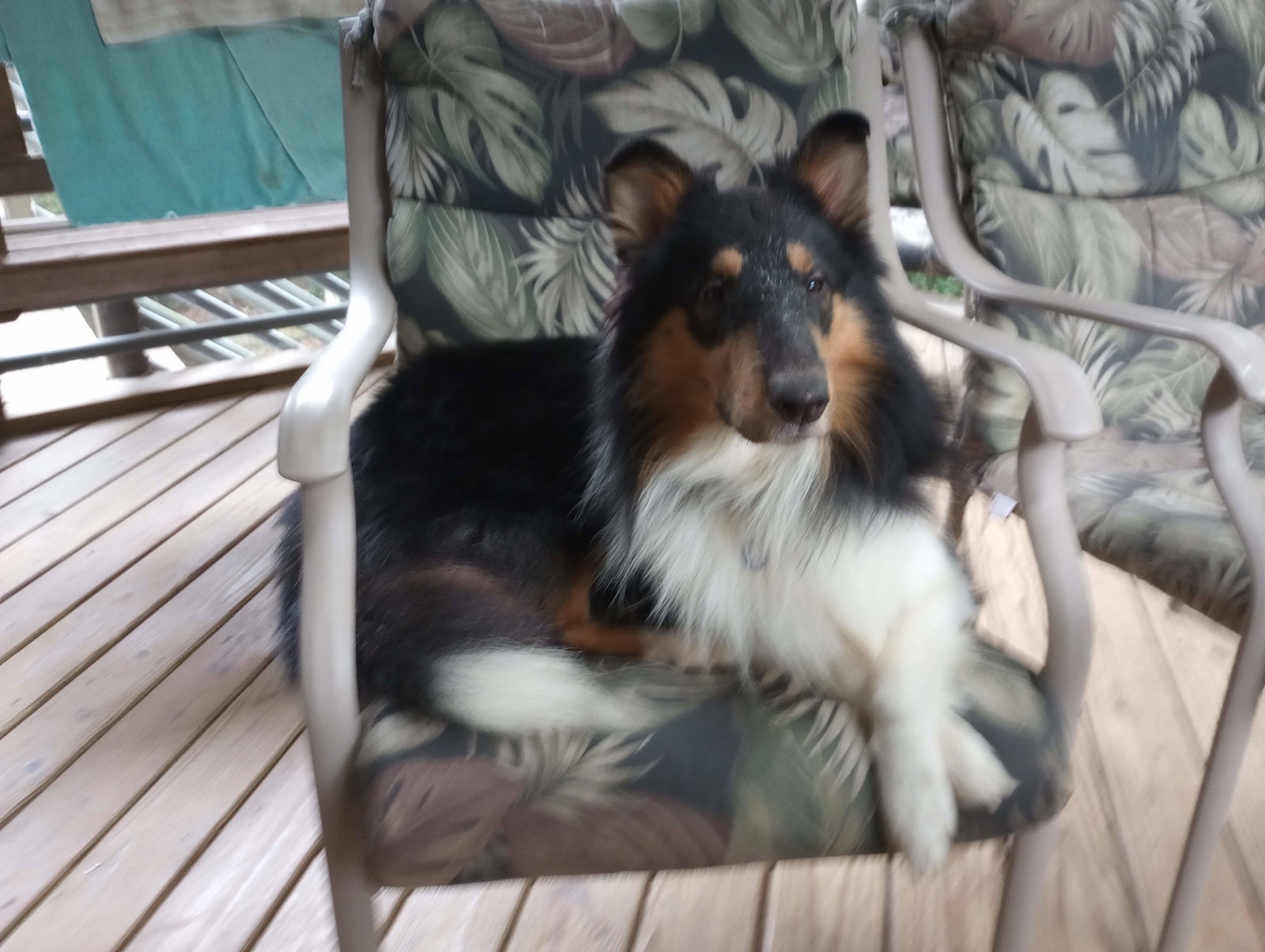 Jethro - photo 2