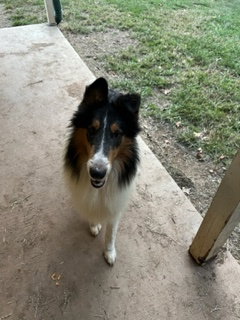 Bo - photo 4