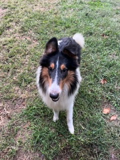 Bo a Young Male Collie (long coat) adopted through Collie Rescue