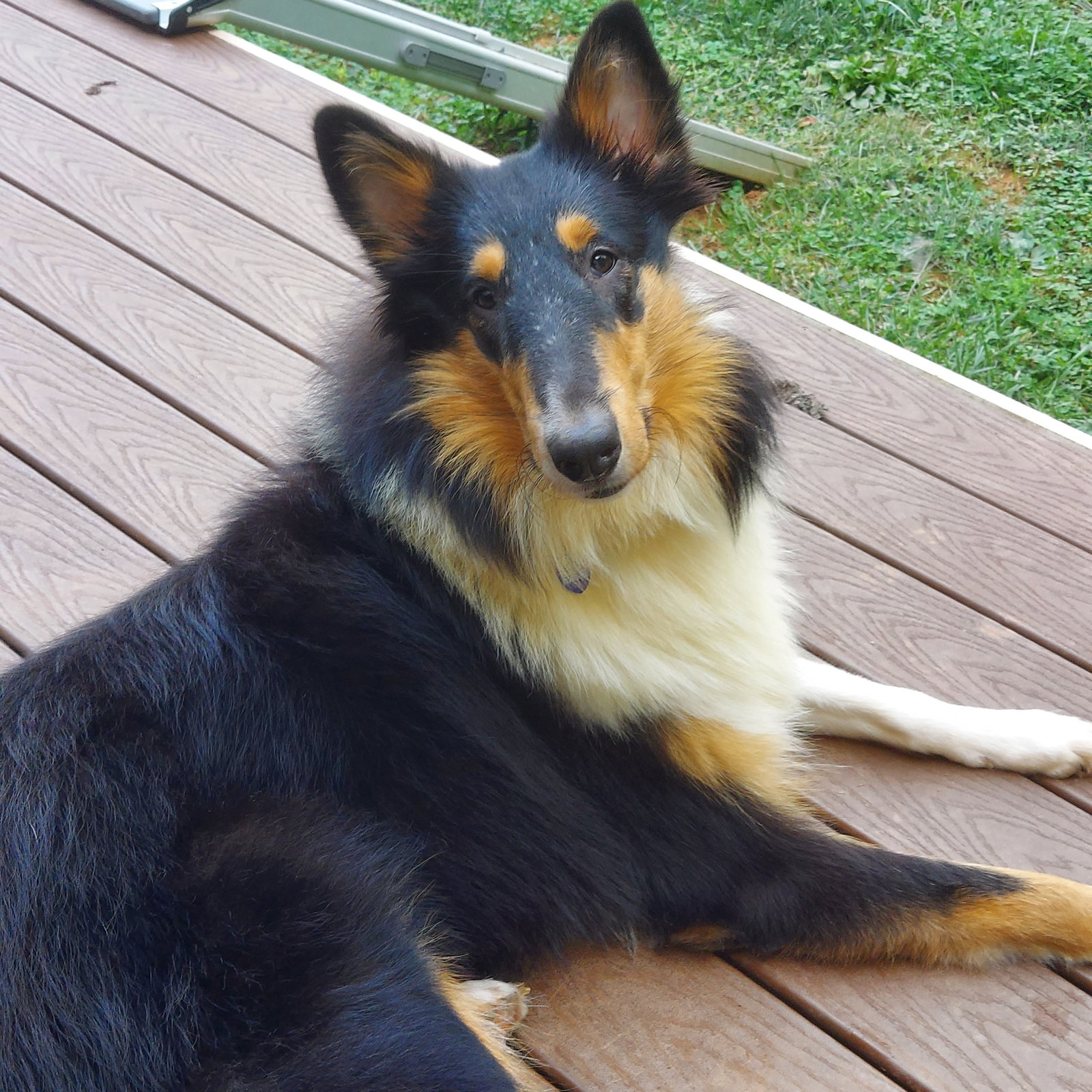 Sally Mae a Young Female Collie (long coat) adopted through Collie Rescue