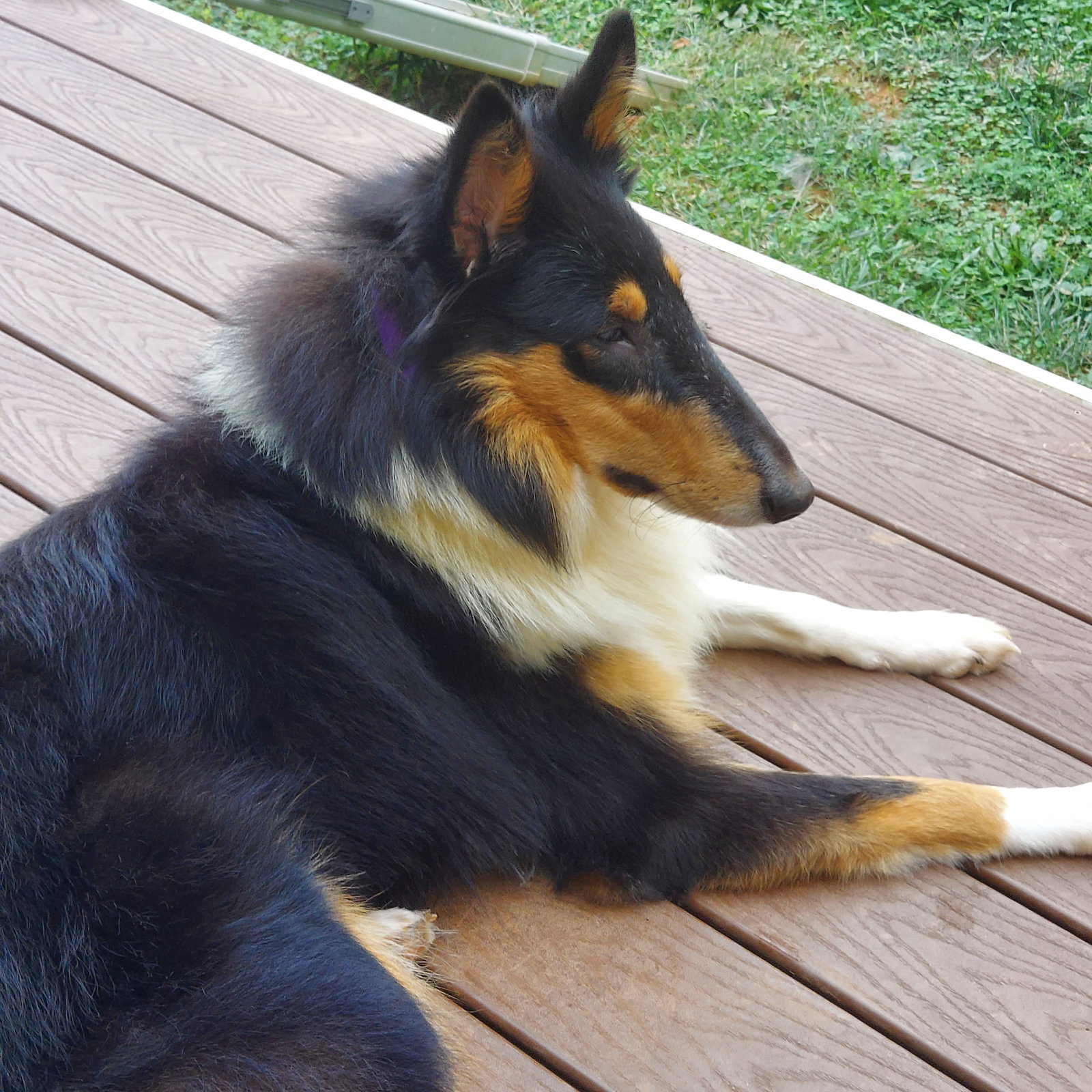 Sally Mae - photo 2