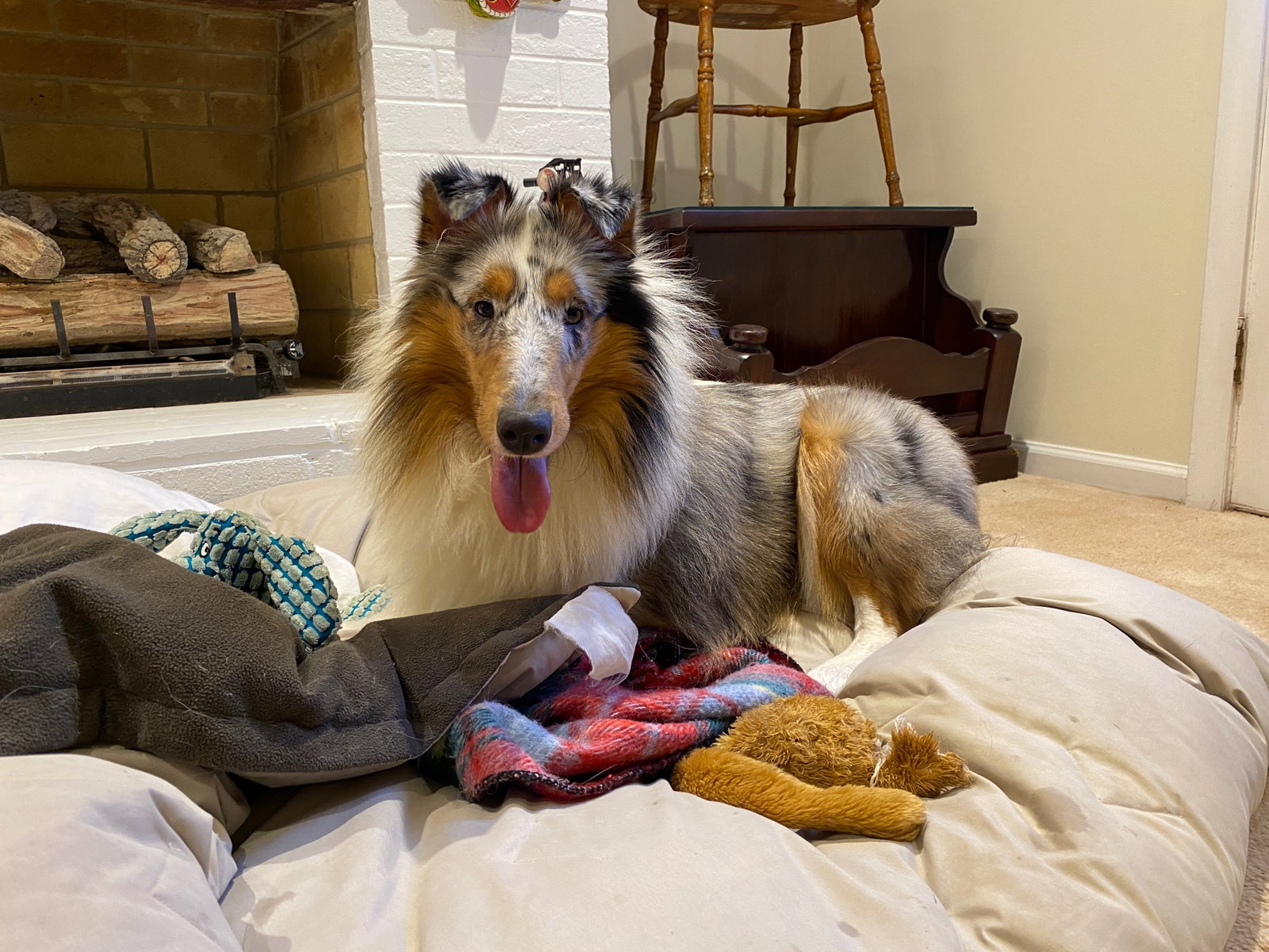 Callie a Adult Female Collie (long coat) adopted through Collie Rescue