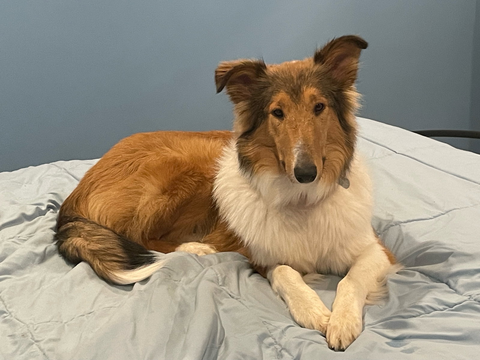 Chloe a Adult Female Collie (long coat) adopted through Collie Rescue