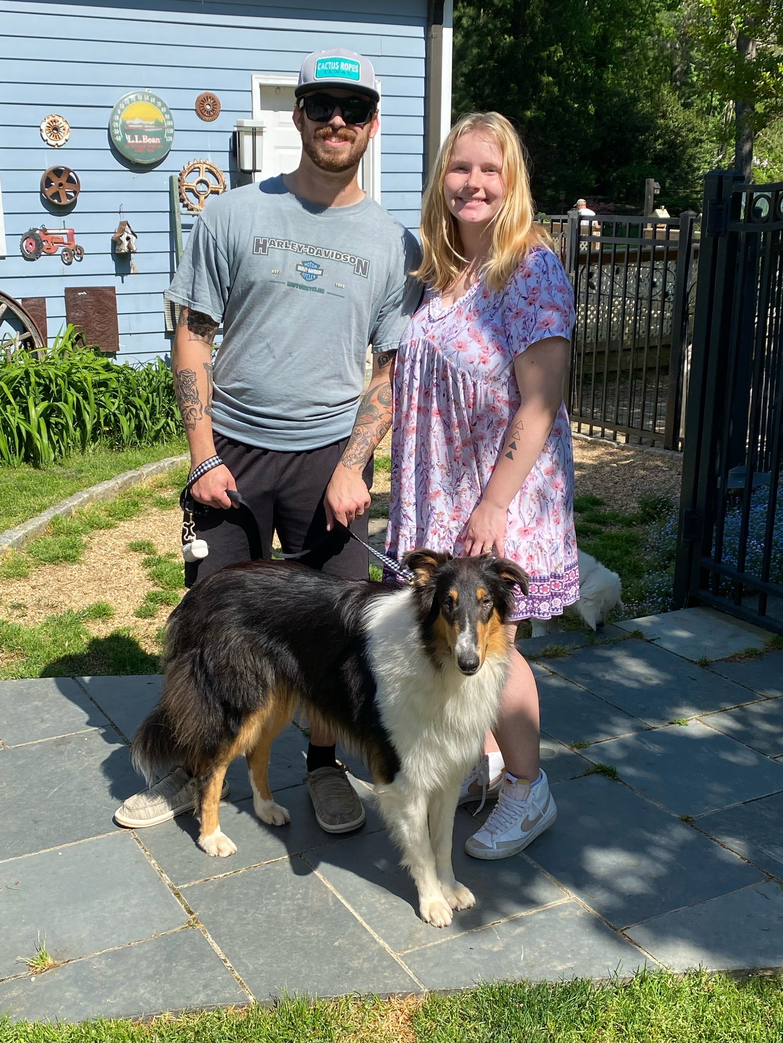 Angel a Adult Male Collie (long coat) adopted through Collie Rescue