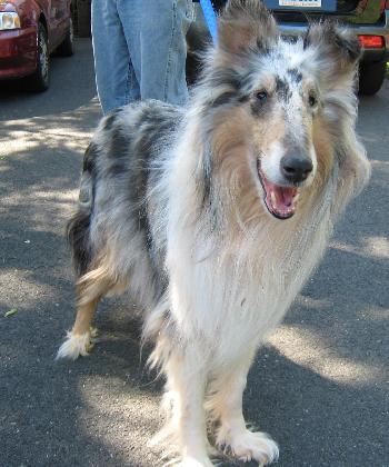 Ariel a Adult Female Collie (long coat) adopted through Collie Rescue