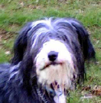 Silver a Adult Female Bearded Collie (long coat) adopted through Collie Rescue