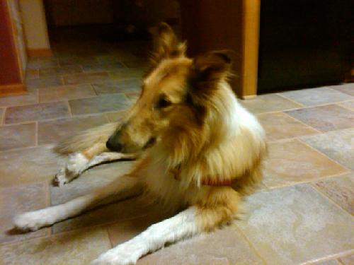 Frisbee a Adult Male Collie (long coat) adopted through Collie Rescue