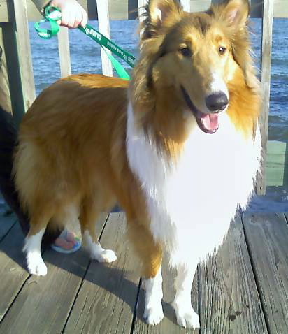 Sklyer a Adult Male Collie (long coat) adopted through Collie Rescue