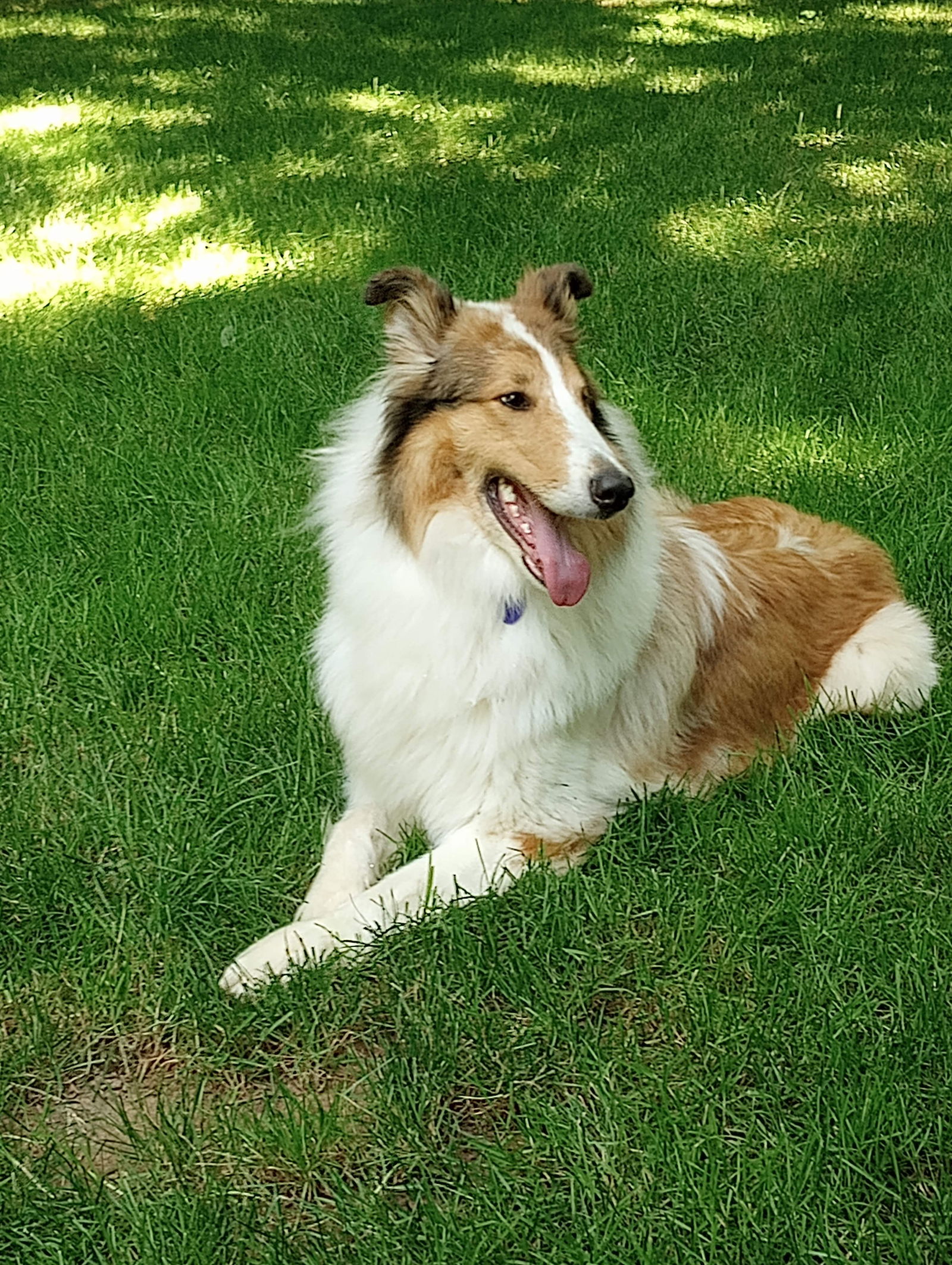 adoptable Dog in Chantilly, VA named Bea