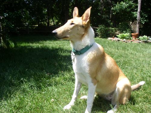 Gwen a Young Female Collie (short coat) adopted through Collie Rescue