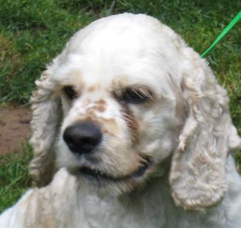 Patches a Young Male Cocker Spaniel (medium coat) adopted through Collie Rescue
