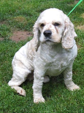 Patches - photo 2