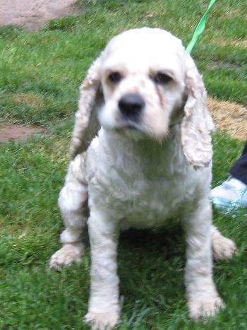 Patches - photo 3