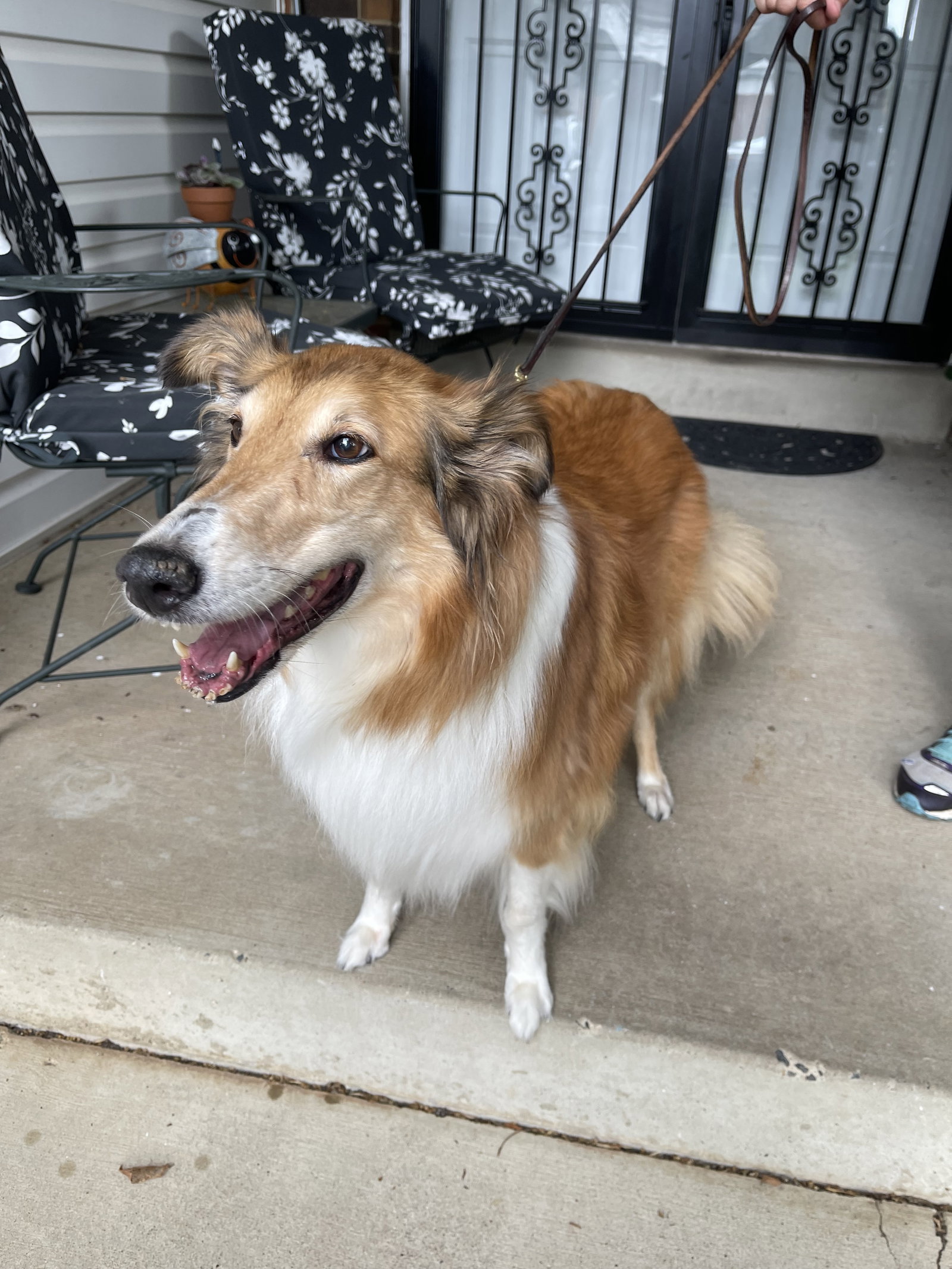 Trixie a Female Collie adopted through Collie Rescue