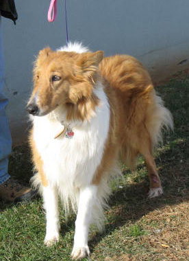 Lady - photo 2