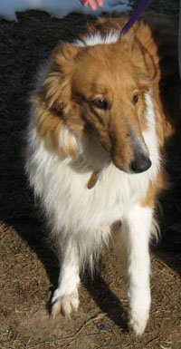 Lady - photo 3