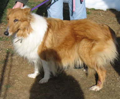 Lady - photo 4