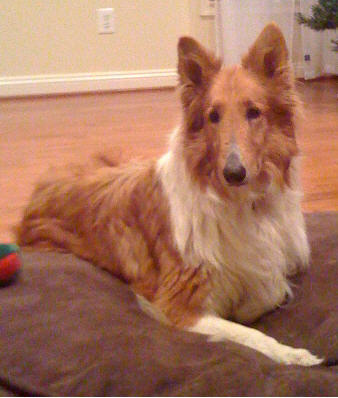 Lady a Adult Female Collie (long coat) adopted through Collie Rescue