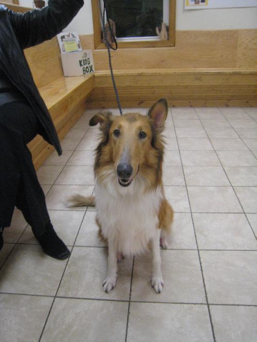 Belle a Adult Collie (long coat) adopted through Collie Rescue